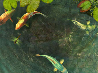 Image 2 for Koi Fish 3D Screensaver