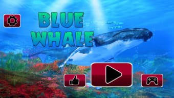 Image 2 for Blue Whale Challenging Ga…