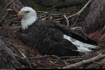 Imagen 0 para Bald Eagle Cams