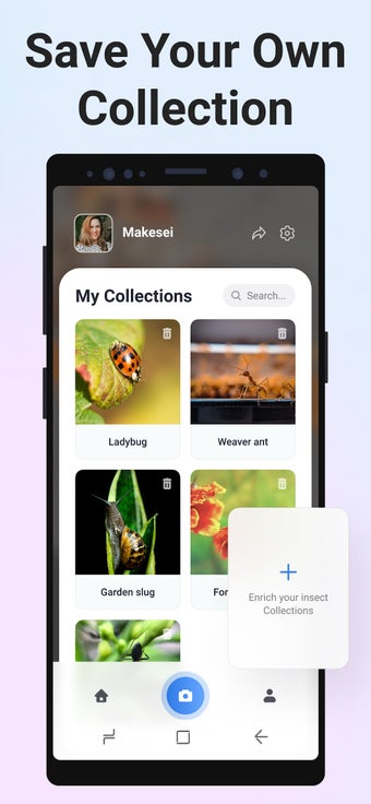 Image 0 for Picture Insect - Bug Iden…