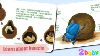 Imagen 2 para Dung beetle - InsectWorld…