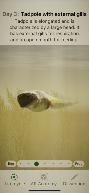 Imagen 1 para Froggipedia