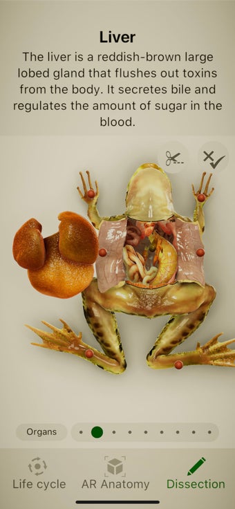 Imagen 2 para Froggipedia