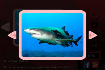 Image 0 for The Best Sharks