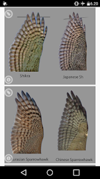 Image 1 for Raptors Accipiter