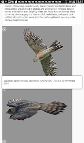 Image 0 for Raptors Accipiter