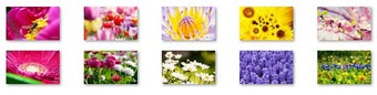 Image 0 for Spring Flowers Windows 7 …