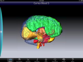 Imagen 0 para Anatomy Of The Brain 2D/3…