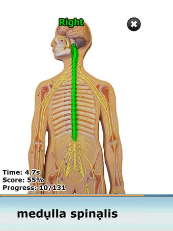 Image 1 for Anatomy Star - CNS (the B…