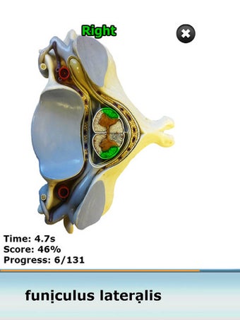 Image 6 for Anatomy Star - CNS (the B…