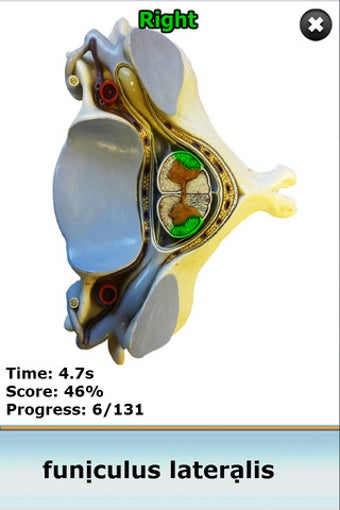 Image 0 for Anatomy Star - CNS (the B…