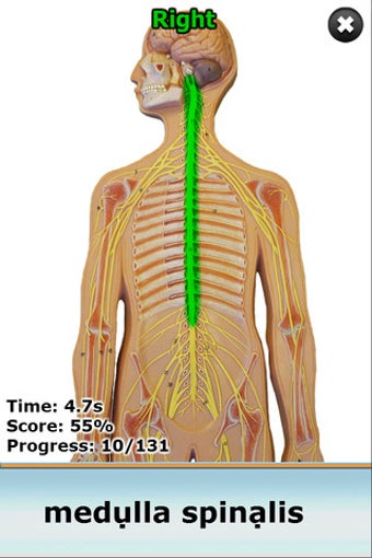 Image 2 for Anatomy Star - CNS (the B…