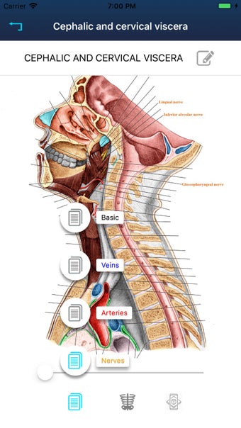 Image 0 for RF Anatomy