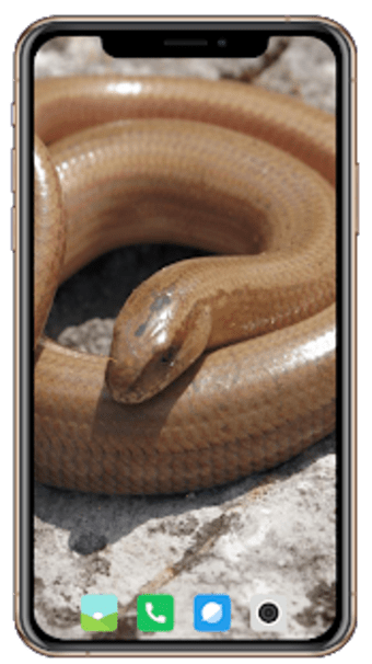 Image 2 for Snake Wallpaper