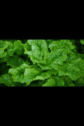 Image 0 for Healthy Diets For You