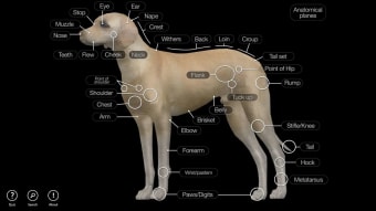 Image 0 for Dog Anatomy: Canine 3D fo…
