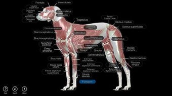 Image 2 for Dog Anatomy: Canine 3D fo…