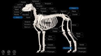 Image 1 for Dog Anatomy: Canine 3D fo…