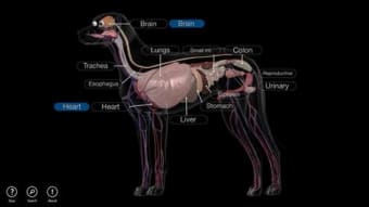 Image 2 for Dog Anatomy: Canine 3D fo…