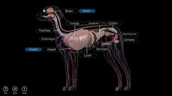 Image 0 for Dog Anatomy: Canine 3D fo…