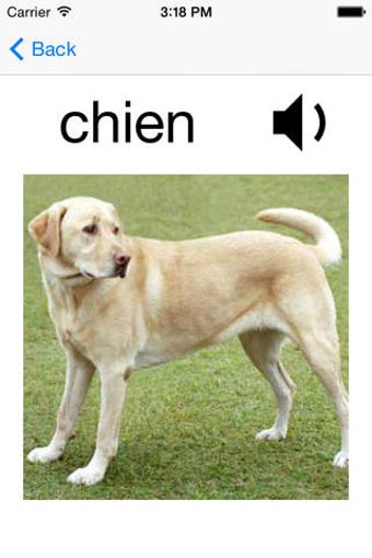 Image 0 for Basic French Vocabulary +…