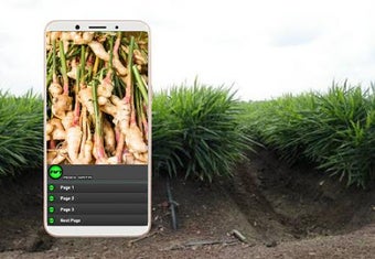 Image 2 for Complete Ginger Cultivati…