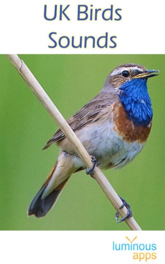 Imagen 1 para UK Birds Sounds Free