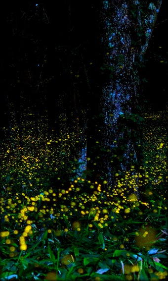 Imagen 0 para Fireflies Live Wallpaper