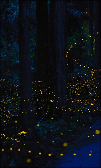 Imagen 11 para Fireflies Live Wallpaper