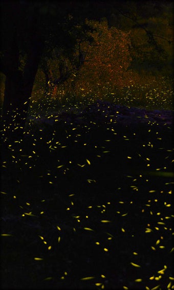 Imagen 1 para Fireflies Live Wallpaper