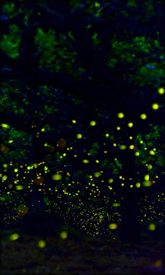 Imagen 4 para Fireflies Live Wallpaper