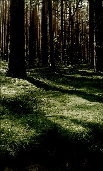 Imagen 10 para Fireflies Live Wallpaper
