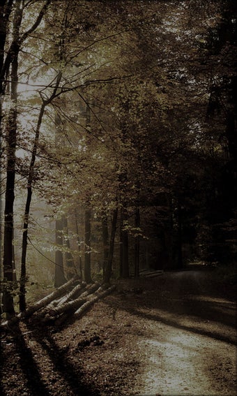 Imagen 9 para Fireflies Live Wallpaper