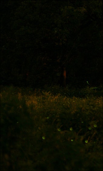 Imagen 7 para Fireflies Live Wallpaper