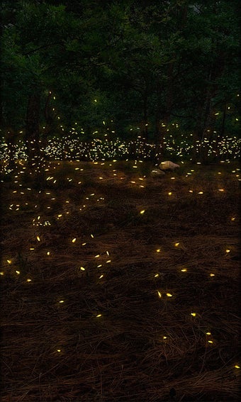 Imagen 2 para Fireflies Live Wallpaper