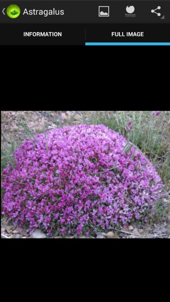 Imagen 1 para Medicinal plants