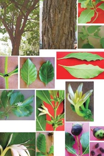 Imagen 2 para Medicinal plants