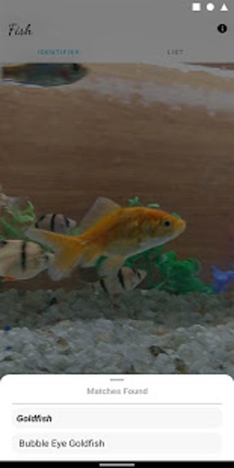 Image 3 for Fish Identifier & Wiki