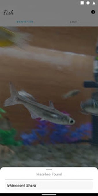 Image 2 for Fish Identifier & Wiki