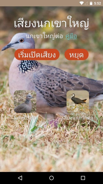Imagen 0 para Spotted dove sound