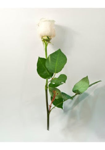 Image 1 for La Rosa de Guadalupe