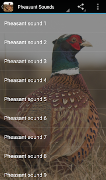 Imagen 0 para Pheasant Sounds
