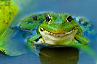 Image 0 for Talking Frog