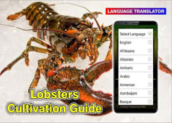 Image 0 for Success in lobster cultiv…