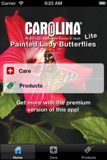 Image 0 for Painted Lady Butterflies …
