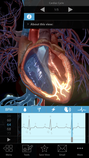 Image 0 for Physiology & Pathology