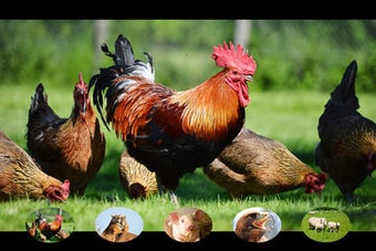 Image 0 for Animal Touch Sounds 5