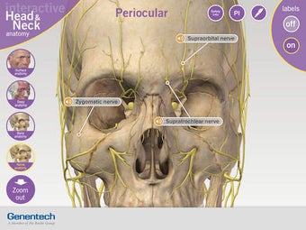 Image 0 for 3D Facial Anatomy Tool