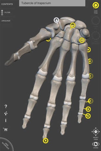 Image 0 for Skeleton - 3D Atlas of An…