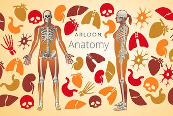 Image 0 for Arloon Anatomy - The Huma…